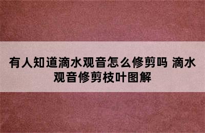 有人知道滴水观音怎么修剪吗 滴水观音修剪枝叶图解